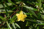 Shrubby St. Johnswort